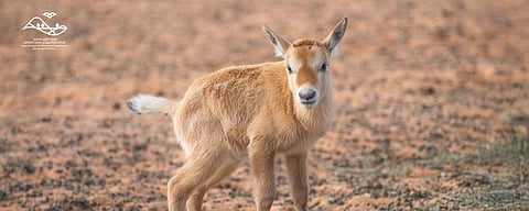 محمية الملك خالد الملكية