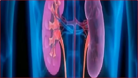 استشاري يوضح الأعراض المبكرة والمتأخرة لأمراض الكلى