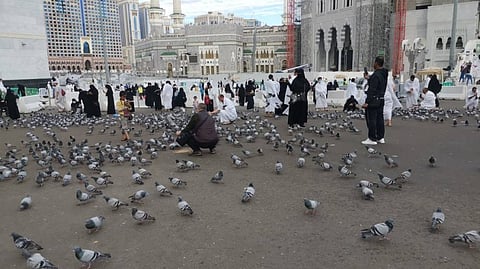 ضيوف الرحمن يطعمون حمام الحرم في ساحات المسجد الحرام (فيديو)