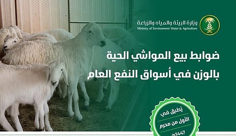 «البيئة» تعلن ضوابط بيع المواشي الحية بالوزن.. والتطبيق الخميس المقبل