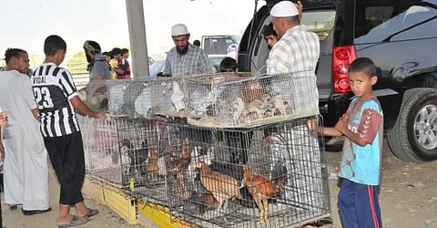 أسواق الطيور بجازان.. تجربة سياحية لعشاق الجمال