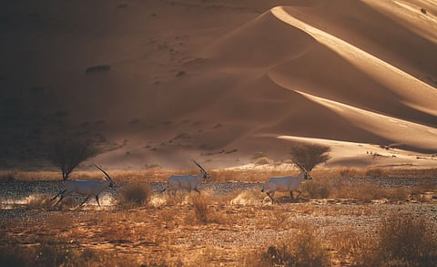 تسجيل محمية عروق بني معارض في القائمة الخضراء للاتحاد الدولي لحماية الطبيعة