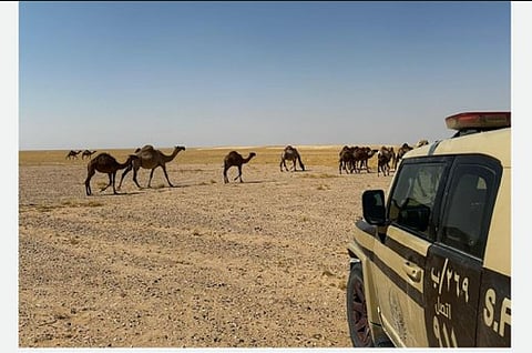  ضبط مواطن مخالف لنظام البيئة لارتكابه مخالفة رعي في محمية الملك عبدالعزيز الملكية