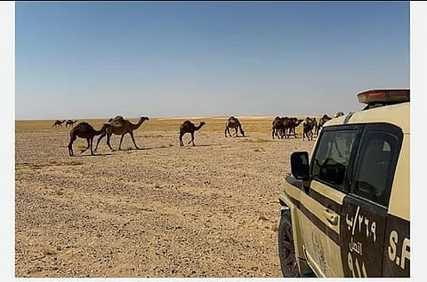 ضبط مواطن لارتكابه مخالفة رعي في محمية الملك عبدالعزيز الملكية