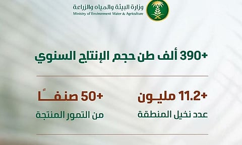 بإنتاج يتجاوز 390 ألف طن.. «البيئة»: موسم جني بواكير التمور بالقصيم يعزز الحراك الاقتصادي في المملكة 