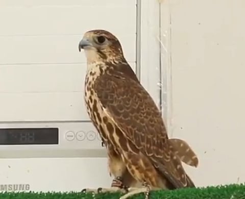 سعد العنزي.. قصة شاب حول تربية الصقور من إرث لاستثمار تجاري