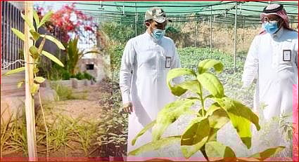 شجرة الصندل.. قصة نجاح تعكس توجه المملكة نحو الزراعة المستدامة  