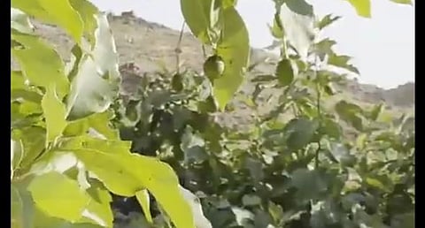 لأول مرة في عسير.. مزارع بمحافظة النماص ينجح في حصاد ثمار الأفوكادو 