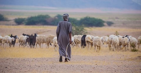 متحدث مركز الغطاء النباتي: 4 مزايا للرعي المنظم  
