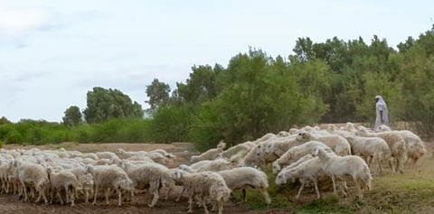 الغطاء النباتي يُطلق مبادرة للسماح بالرعي بعدد من مناطق المملكة