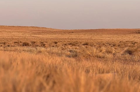  ريف لينة.. غطاء نباتي يعزز استدامة المراعي في الحدود الشمالية