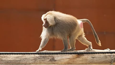 «الحياة الفطرية» عن مقطع «قرود البابون» في الرياض: اقتناء غير نظامي