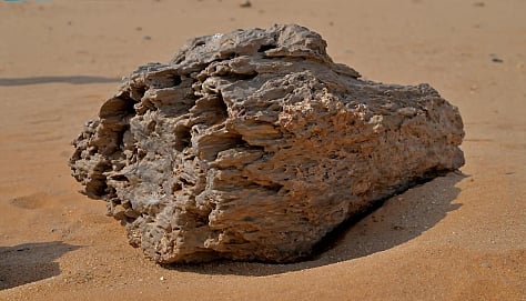 جذُوع الأشجار المتحجّرة في "موقع أبو رُويس الأثري" تكشف عن حياة جيولوجية سحيقة