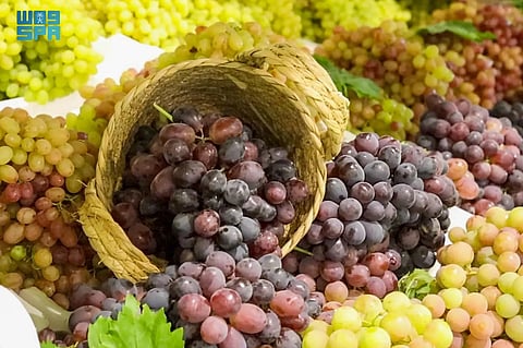  زراعة العنب في القصيم.. إنتاج نوعي يعزّز تنوّع المحاصيل ويدعم الاقتصاد المحلي