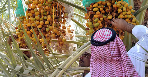 «الإرشاد الزراعي» تكرار استخدام فرشات بلاستيكية بحصاد التمور يجعلها مصدرًا للآفات