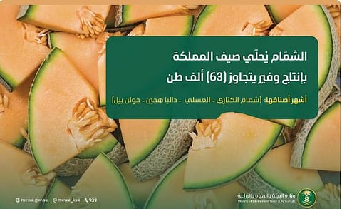 أكثر من 63.1 ألف طن سنويا.. «الشمّام» يُحلّي صيف المملكة بإنتاج وفير