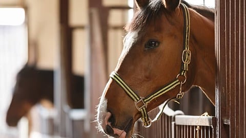 «الإرشاد الزراعي» توصي بحماية الخيول من الإجهاد الحراري بالصيف