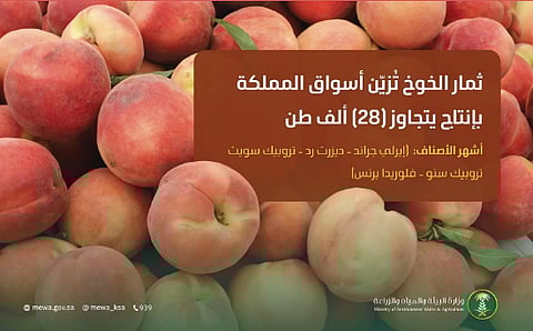  ثمار الخوخ تُزيّن أسواق المملكة.. وإنتاجها المحلي يتجاوز 28 ألف طن
