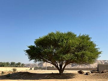 شجرة الطلح النجدي.. أيقونة الأودية والشعاب في بيئة المملكة