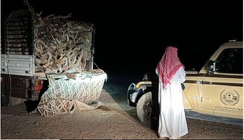 القوات الخاصة للأمن البيئي تضبط مواطنًا لنقله حطبًا محليًا في المدينة المنورة