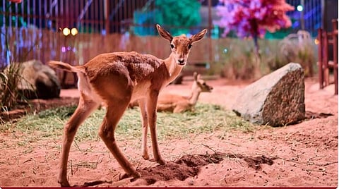 «غابة العجائب».. تجربة استثنائية في موسم جدة تجمع الترفيه والمعرفة