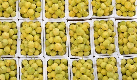 بإنتاج يتجاوز 650 طنًا سنويًا.. بساتين التين في نجران ثروة اقتصادية تنمو وتزدهر