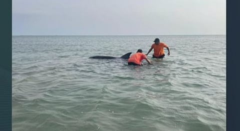حرس الحدود بمنطقة مكة المكرمة يعيد دلفينًا للبحر بعد أن جرفته الأمواج إلى الشاطئ