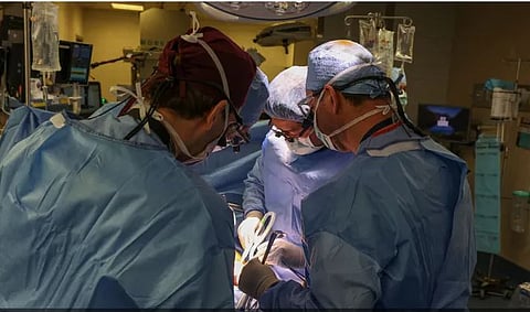 سابقة علمية موثوقة.. نجاح أول زراعة رئة خنزير في جسد إنسان 