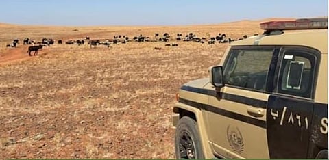 «الأمن البيئي»  تضبط مخالفًا لارتكابه مخالفة رعي دون ترخيص بمحمية الملك سلمان الملكية