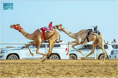 ميدان الطائف التاريخي يشهد انطلاق أول أشواط كؤوس مهرجان ولي العهد للهجن