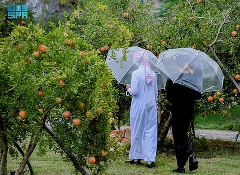 مزارع "رمان الباحة".. إنتاج وفير وفرص تسويق واعدة