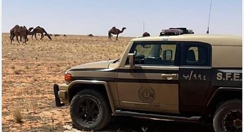 ضبط مواطن مخالف لنظام البيئة لارتكابه مخالفة رعي بمحمية «تركي الملكية»