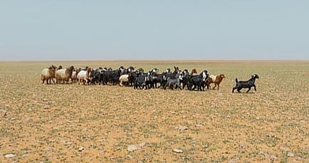 «الضبعان»: «الرعي الموسمي» بمحمية الإمام تركي الملكية يمتد من أكتوبر حتى يناير 2026