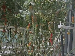 مسؤول: نعمل على زراعة الأشجار النادرة والبرية لتحقيق الاستدامة الزراعية