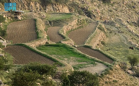 الاعتدال الخريفي يحدد مواسم الزراعة في عسير