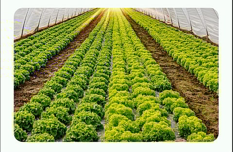 «البيئة» تطرح 3 فرص استثمارية لزراعة الشتلات والأشجار المثمرة في مكة المكرمة