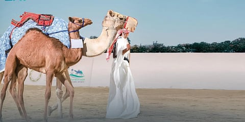 معرض الصقور والصيد السعودي الدولي 2025 يحتضن مزاد الهجن