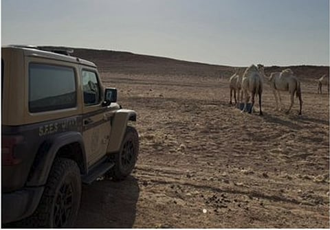 «الأمن البيئي» يضبط مخالفًا لنظام البيئة في محمية الملك عبدالعزيز الملكية