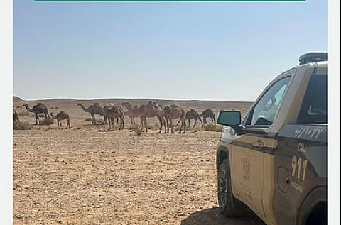 ضبط مواطن لارتكابه مخالفة رعي في محمية الإمام تركي بن عبدالله الملكية