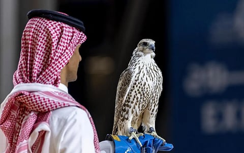 بيع 3 صقور بقيمة تقارب مليون ريال ضمن فعاليات معرض الصقور والصيد السعودي الدولي 2025