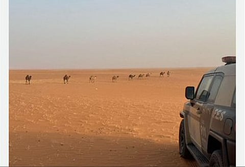 ضبط مخالف لنظام البيئة لارتكابه مخالفة رعي في محمية الإمام عبدالعزيز بن محمد الملكية