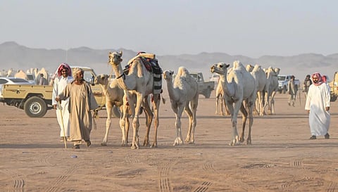 أكثر من 11 مليون ريال تحققها مبيعات مزاد حائل للإبل