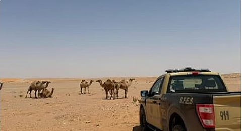 ضبط مواطن لارتكابه مخالفة رعي بمحمية الإمام عبدالعزيز الملكية
