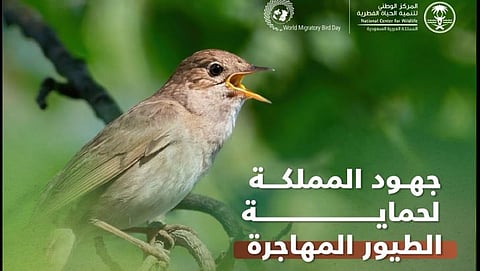 «الحياة الفطرية»: إجراءات شاملة لحماية الطيور خلال مواسم الهجرة السنوية