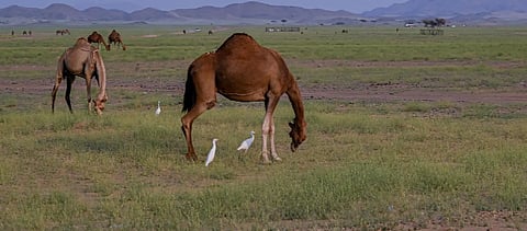 مركز ناوان بالمخواة.. غطاء نباتي متجدد يجذب الهواة وعشاق الطبيعة
