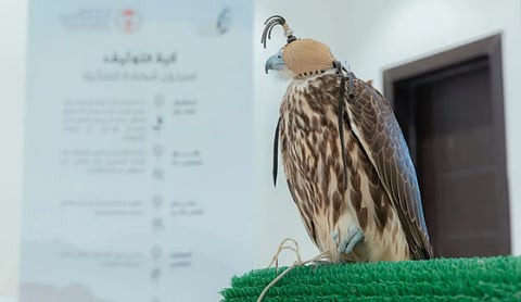  نادي الصقور يُطلق جولاته الميدانية لتقديم خدمة تصحيح أوضاع الصقور في 8 مدن