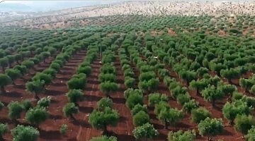 مختص: البرنامج الوطني للتشجير يهدف إلى مواجهة التحديات المناخية وتحسين جودة الحياة في المملكة