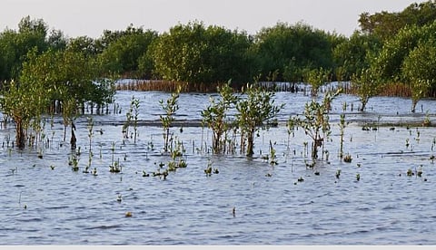 غابات المانجروف في مكة.. رئة طبيعية تعيد التوازن البيئي وتثري التنوع الحيوي