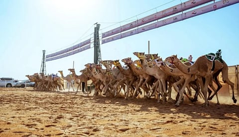  الهجن السعودية تواصل صدارة كأس الأولمبية السعودية