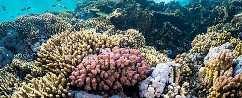 اختصاصية: 3 إجراءات لرفع كفاءة إدارة الموارد البحرية